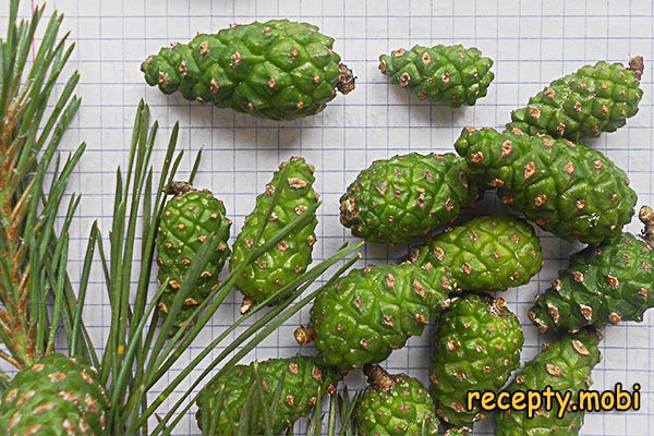 pine cones